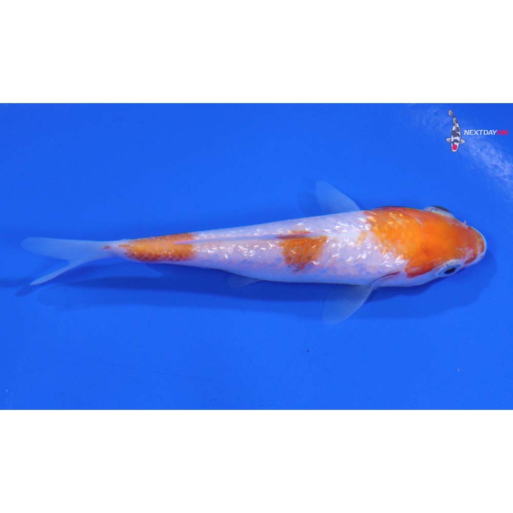 3.5” Imported Gin Rin Kohaku