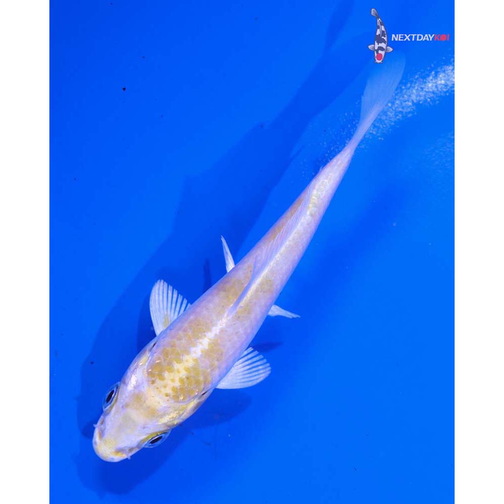 3.5” Imported Lemon Hariwake