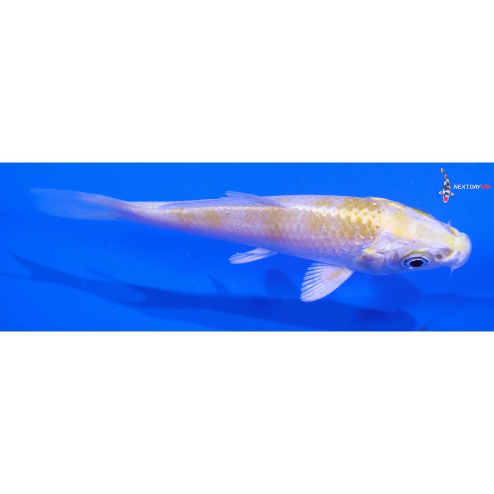 3.5” Imported Lemon Hariwake