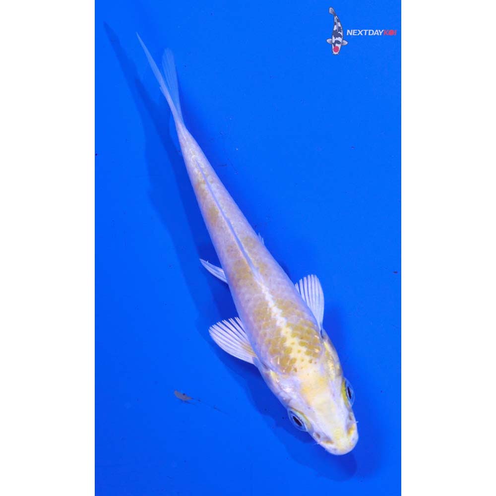 3.5” Imported Lemon Hariwake