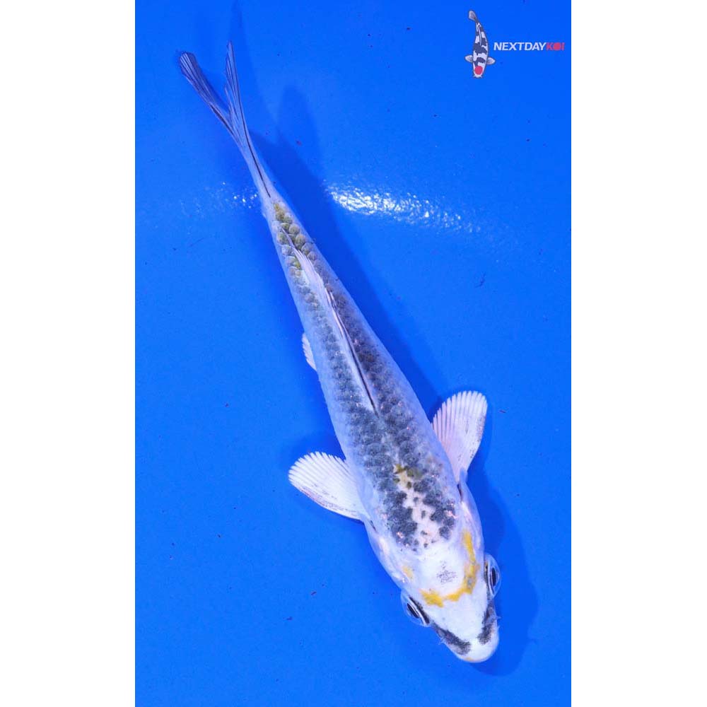 3.5” Imported Kujaku