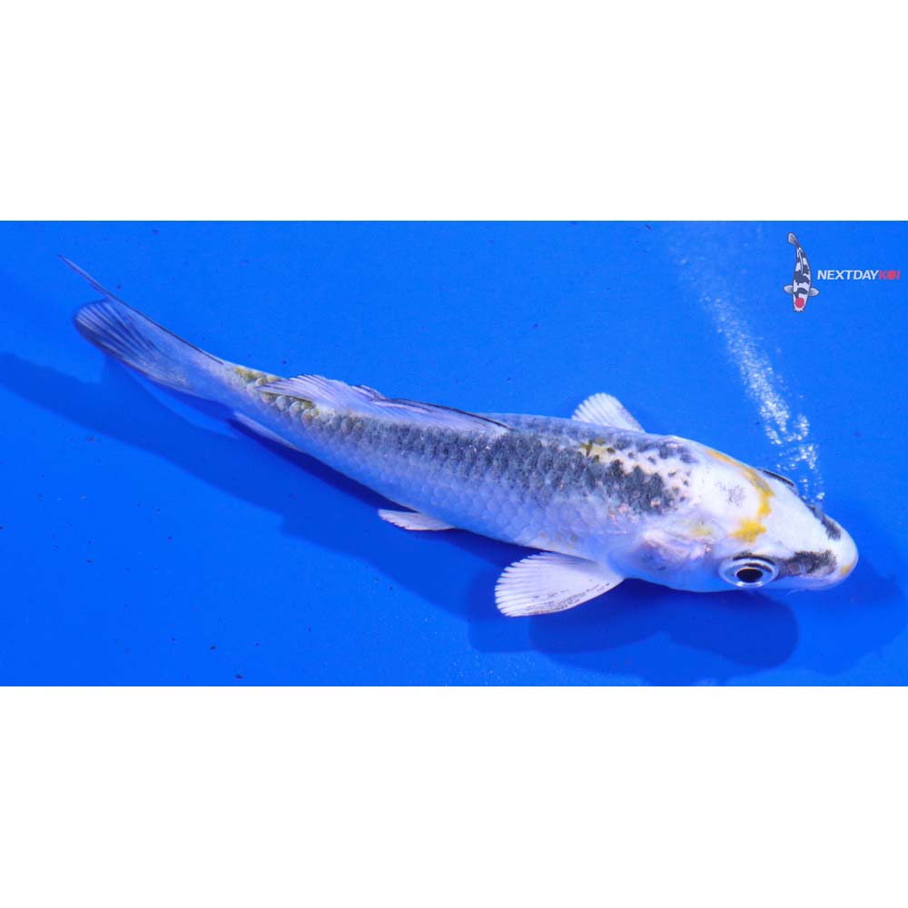 3.5” Imported Kujaku