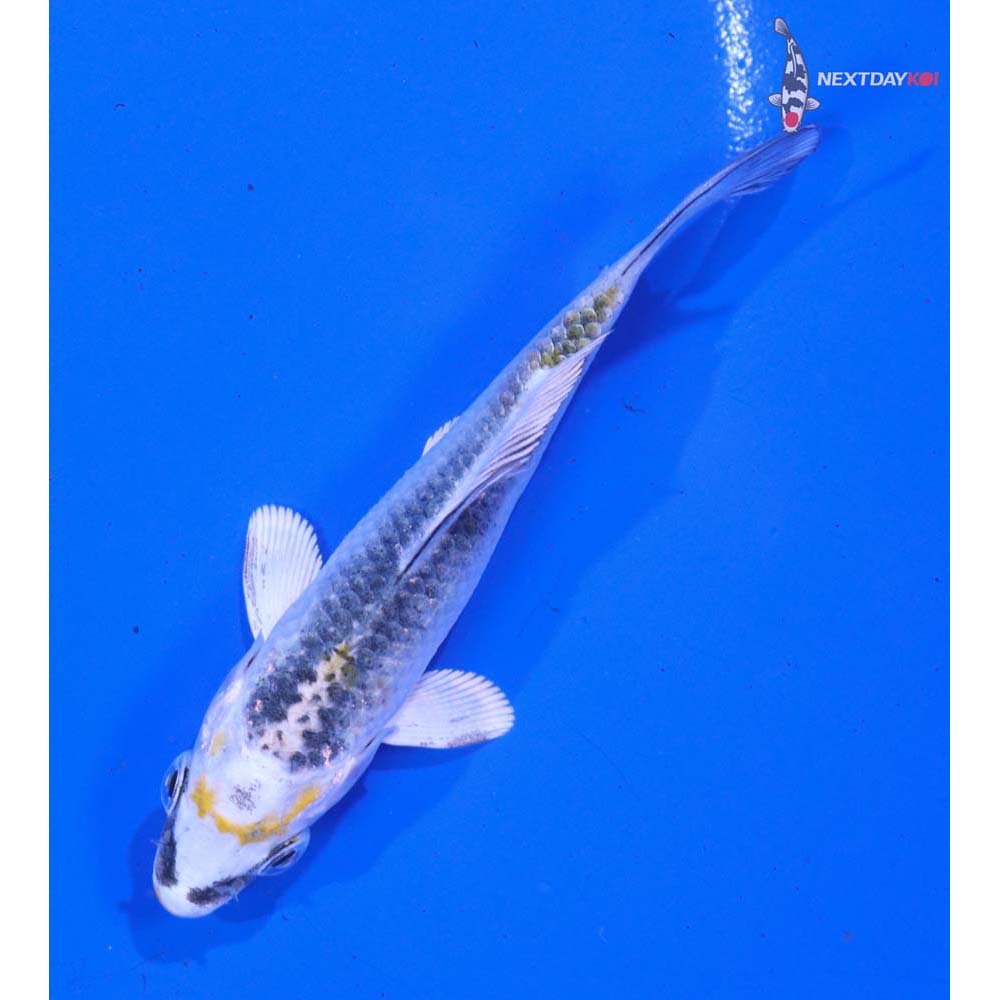 3.5” Imported Kujaku