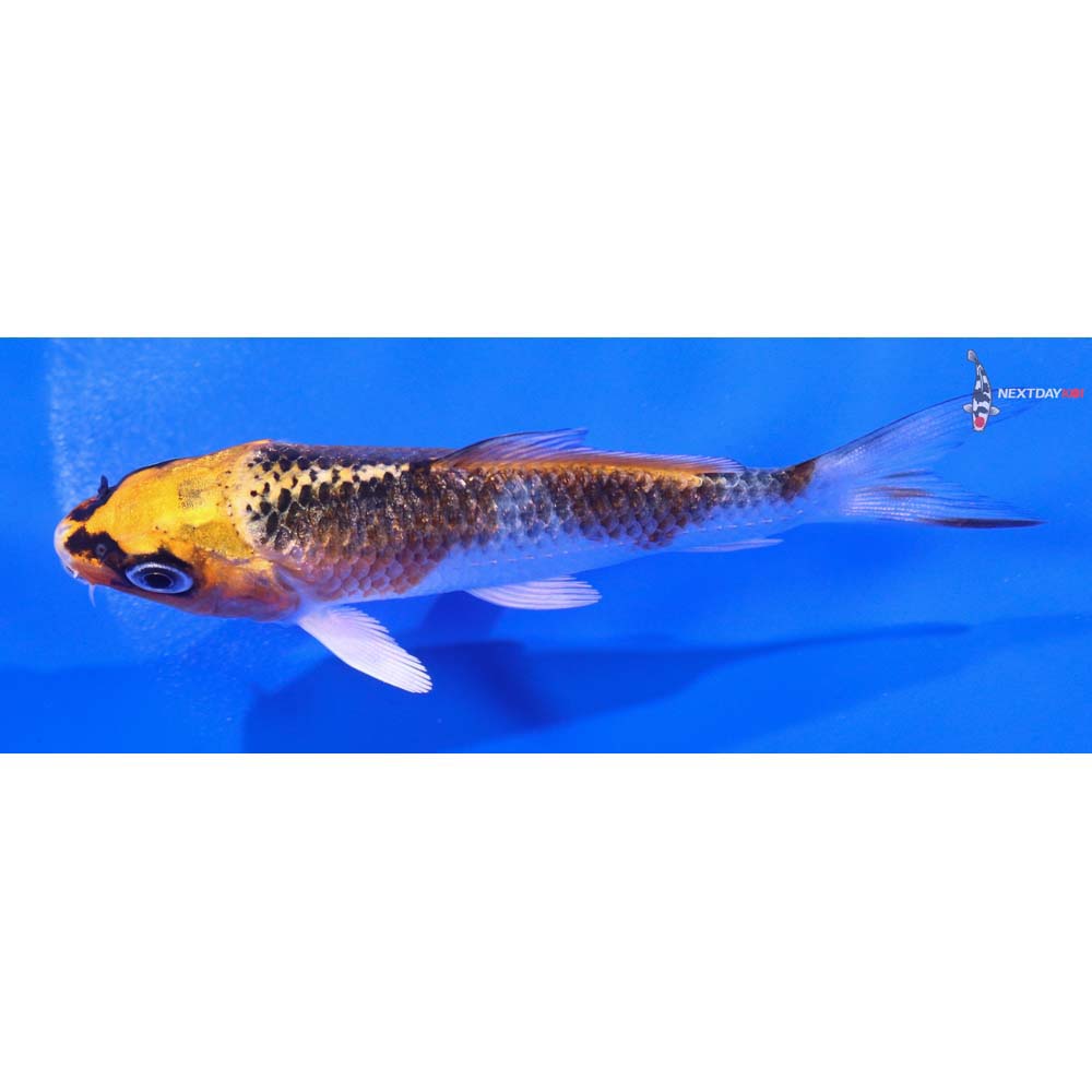 3.5” Imported Kujaku