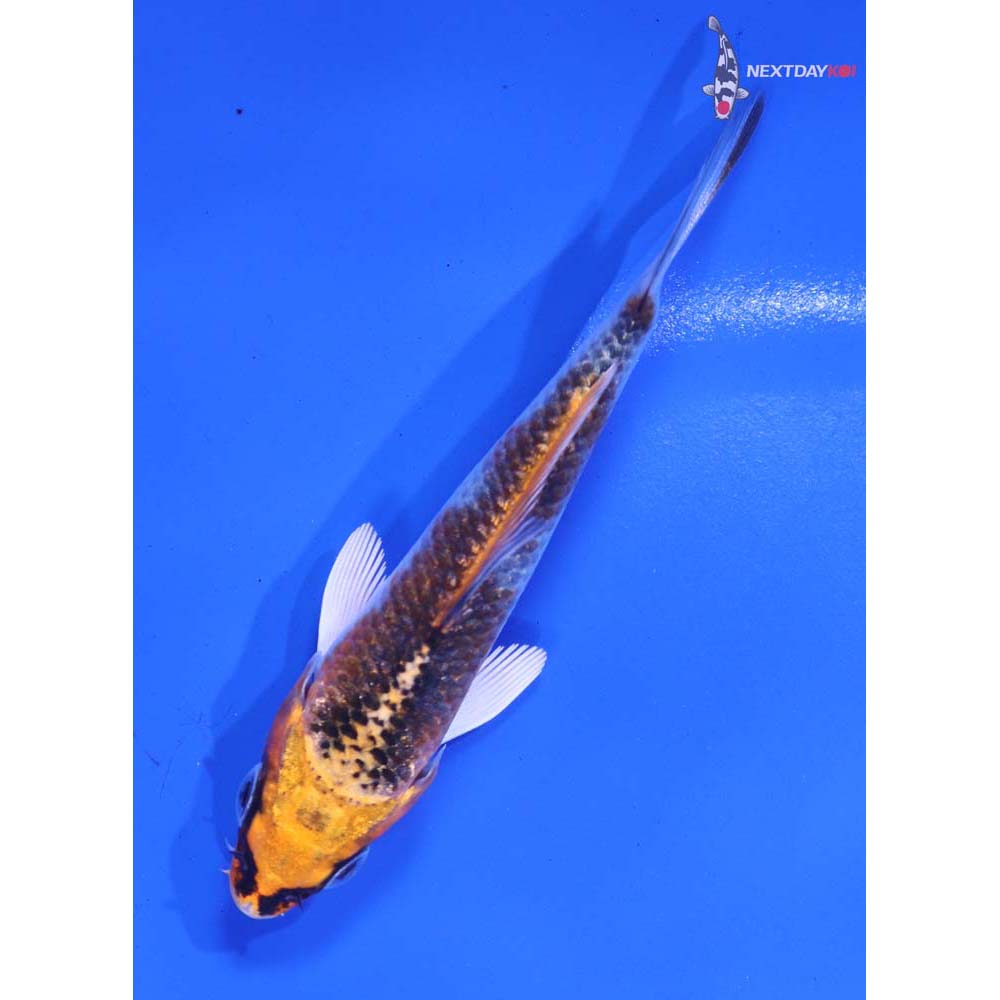 3.5” Imported Kujaku