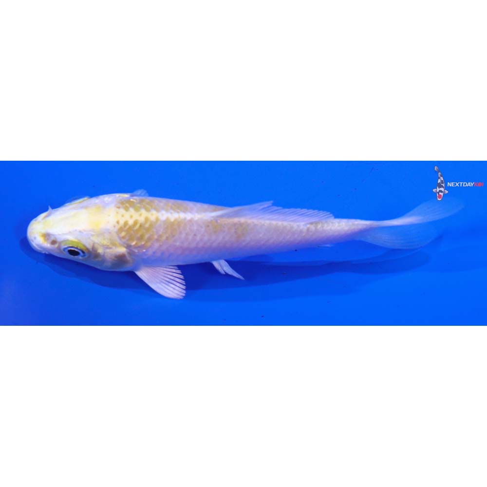 3.5” Imported Lemon Hariwake