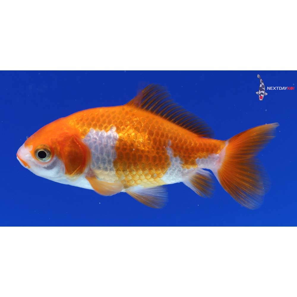 3” Imported Red and White Wakin