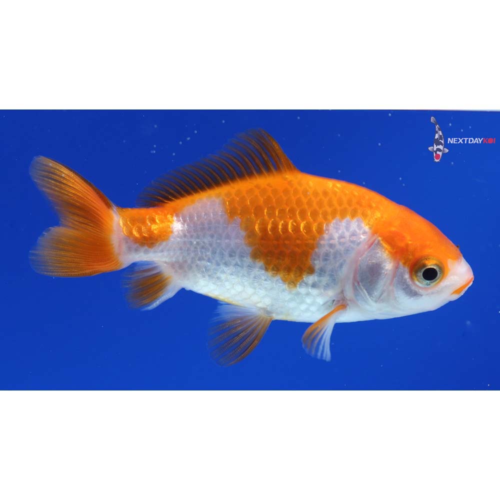 3” Imported Red and White Wakin