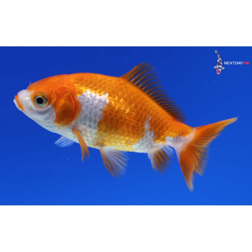 3” Imported Red and White Wakin