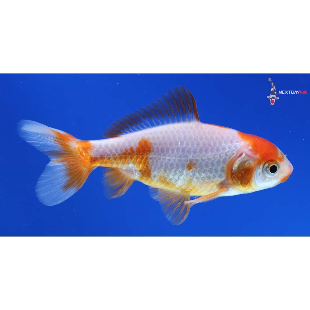 3” Imported Male Red and White Wakin