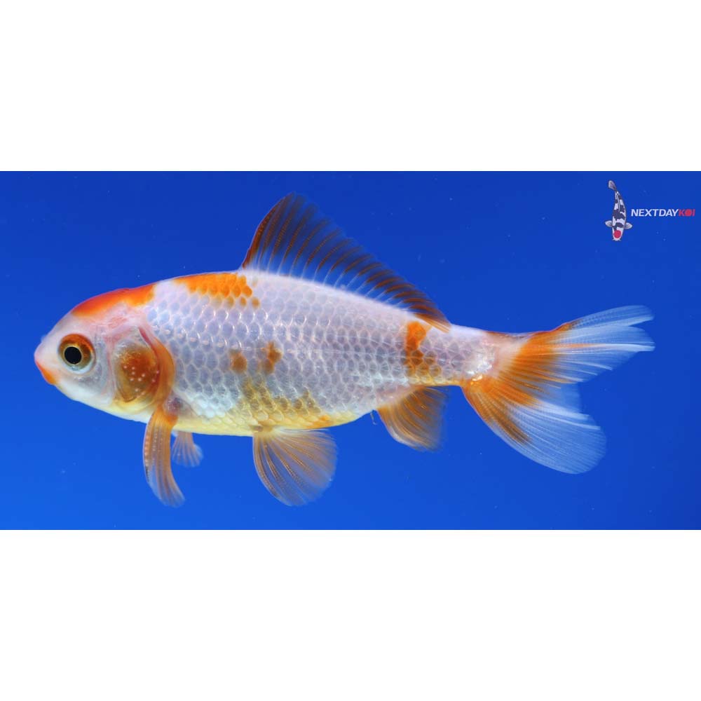 3” Imported Male Red and White Wakin