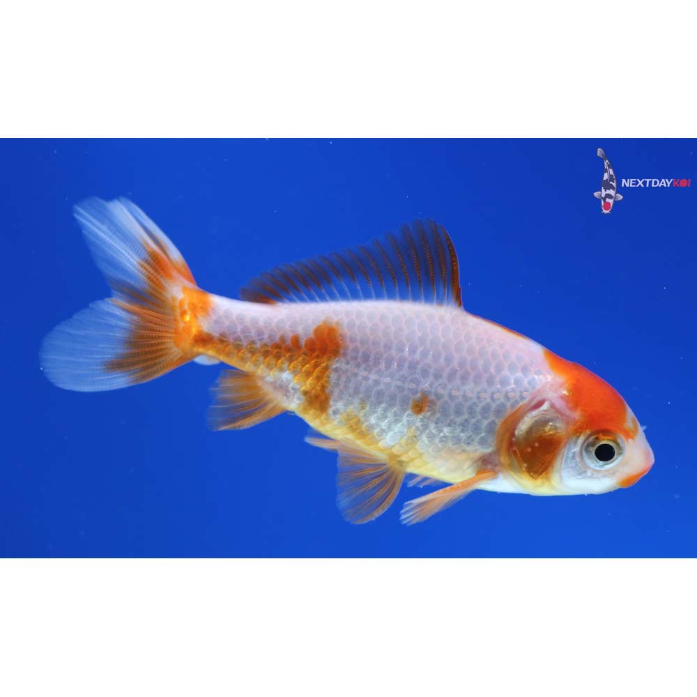 3” Imported Male Red and White Wakin