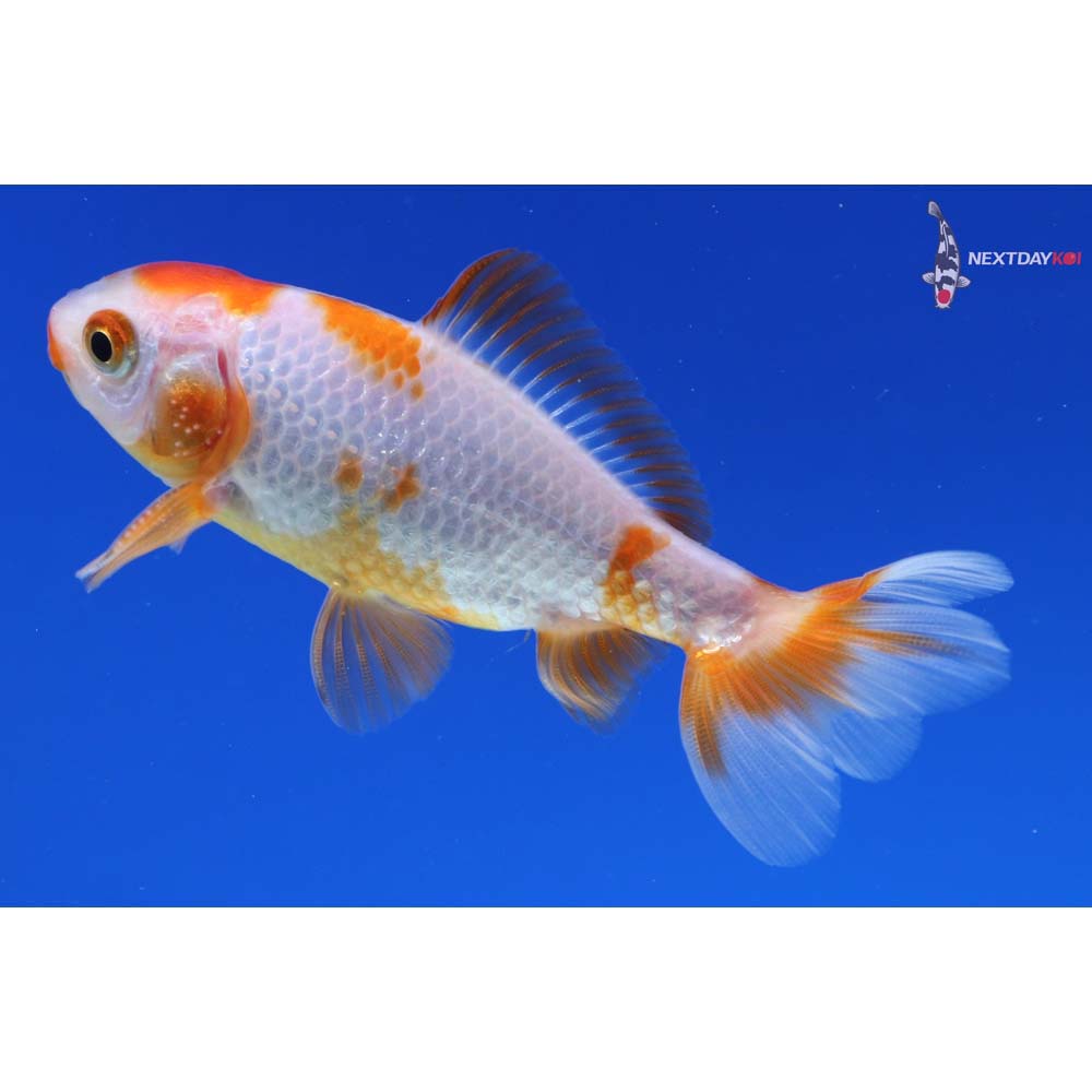 3” Imported Male Red and White Wakin