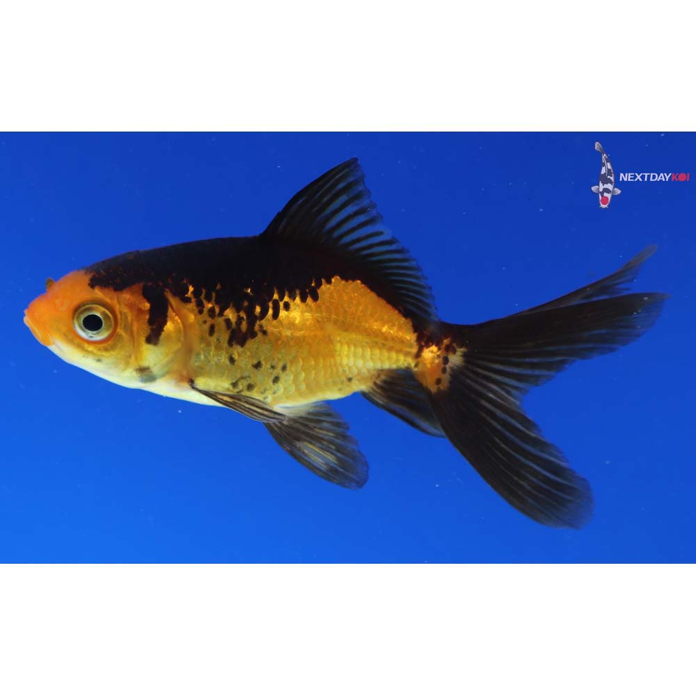 3.5” Imported Red and Black Wakin