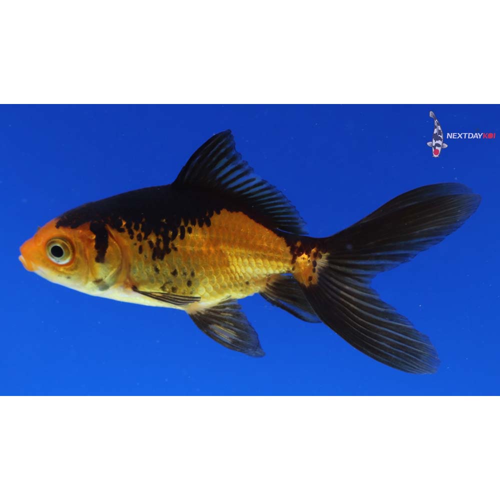 3.5” Imported Red and Black Wakin