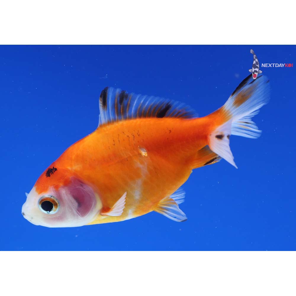 3.5” Imported Calico Wakin