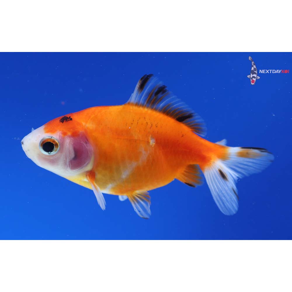 3.5” Imported Calico Wakin