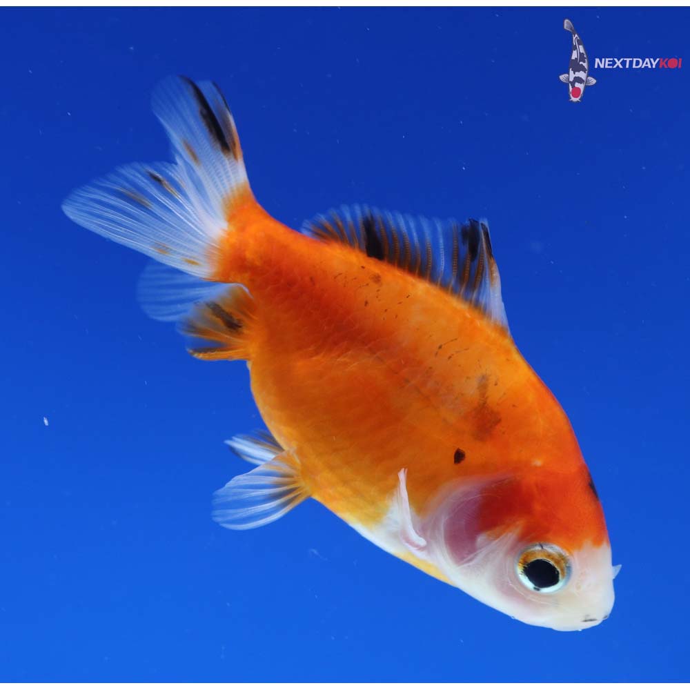 3.5” Imported Calico Wakin