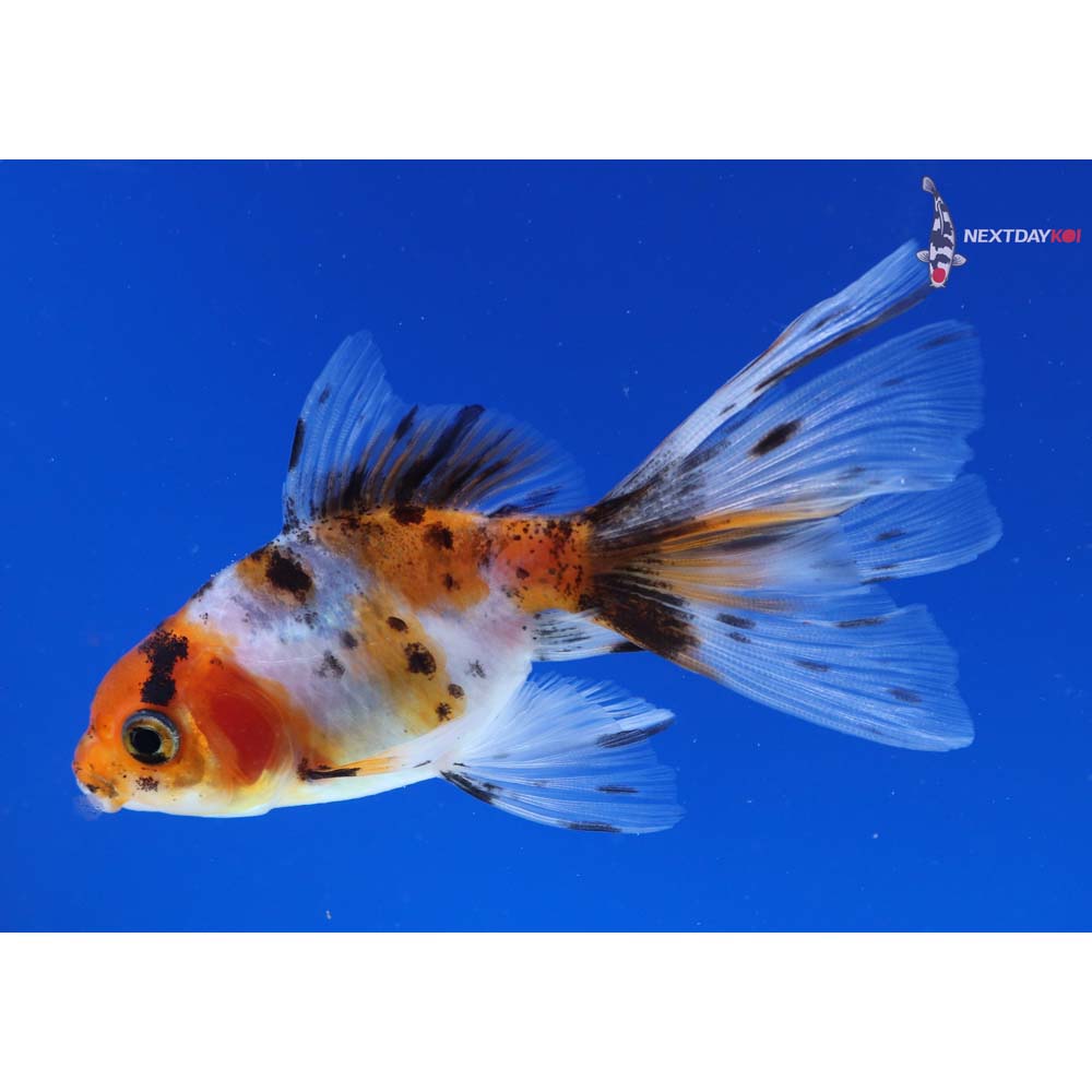3.5” Imported Calico Fantail