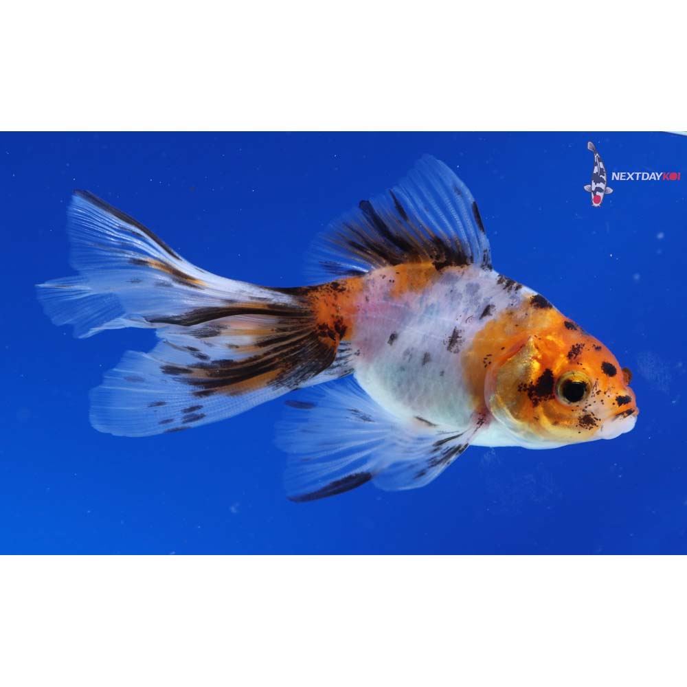 3.5” Imported Calico Fantail