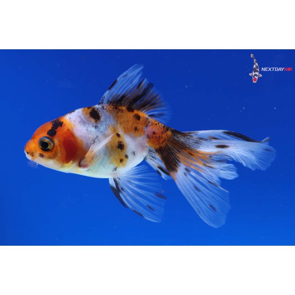 3.5” Imported Calico Fantail