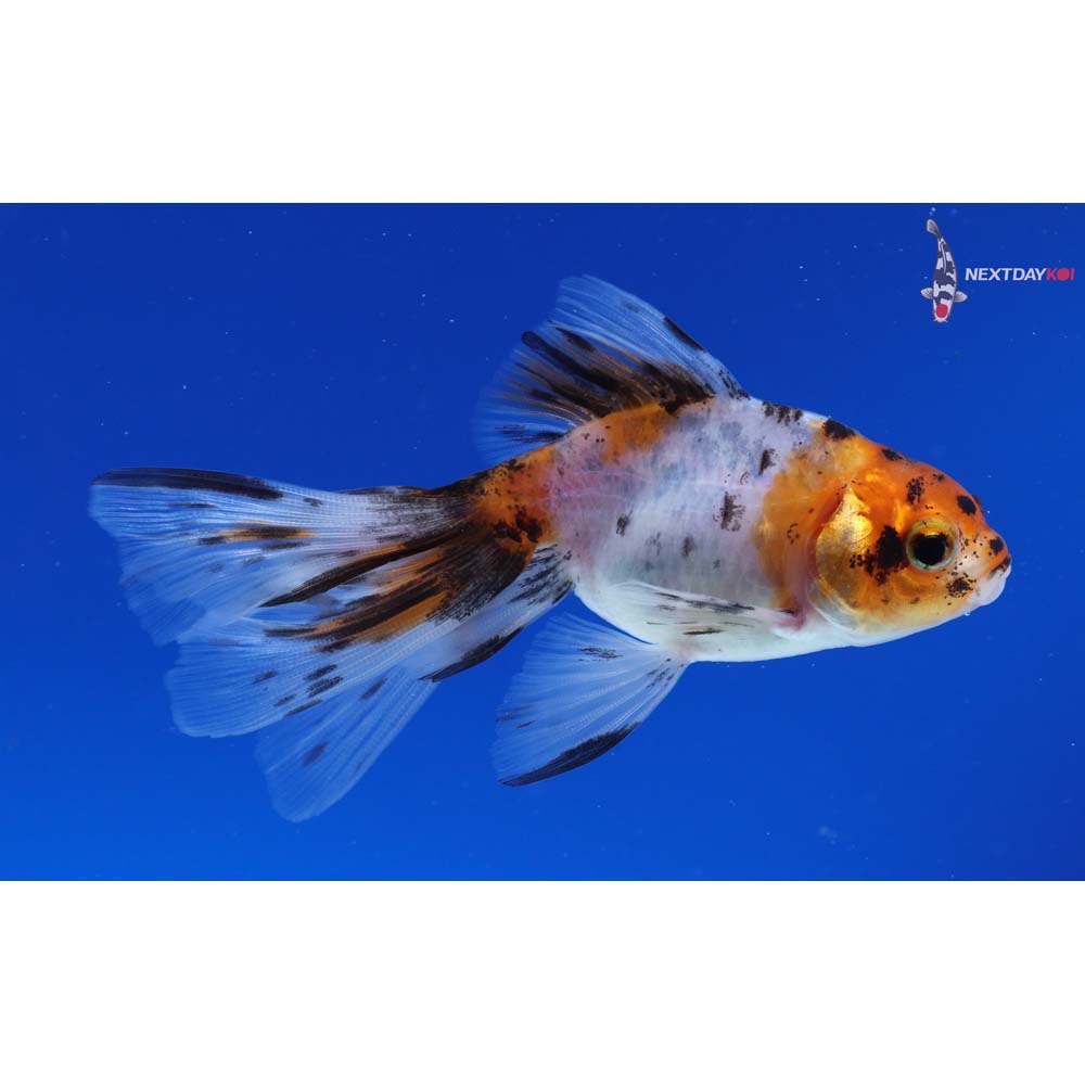 3.5” Imported Calico Fantail