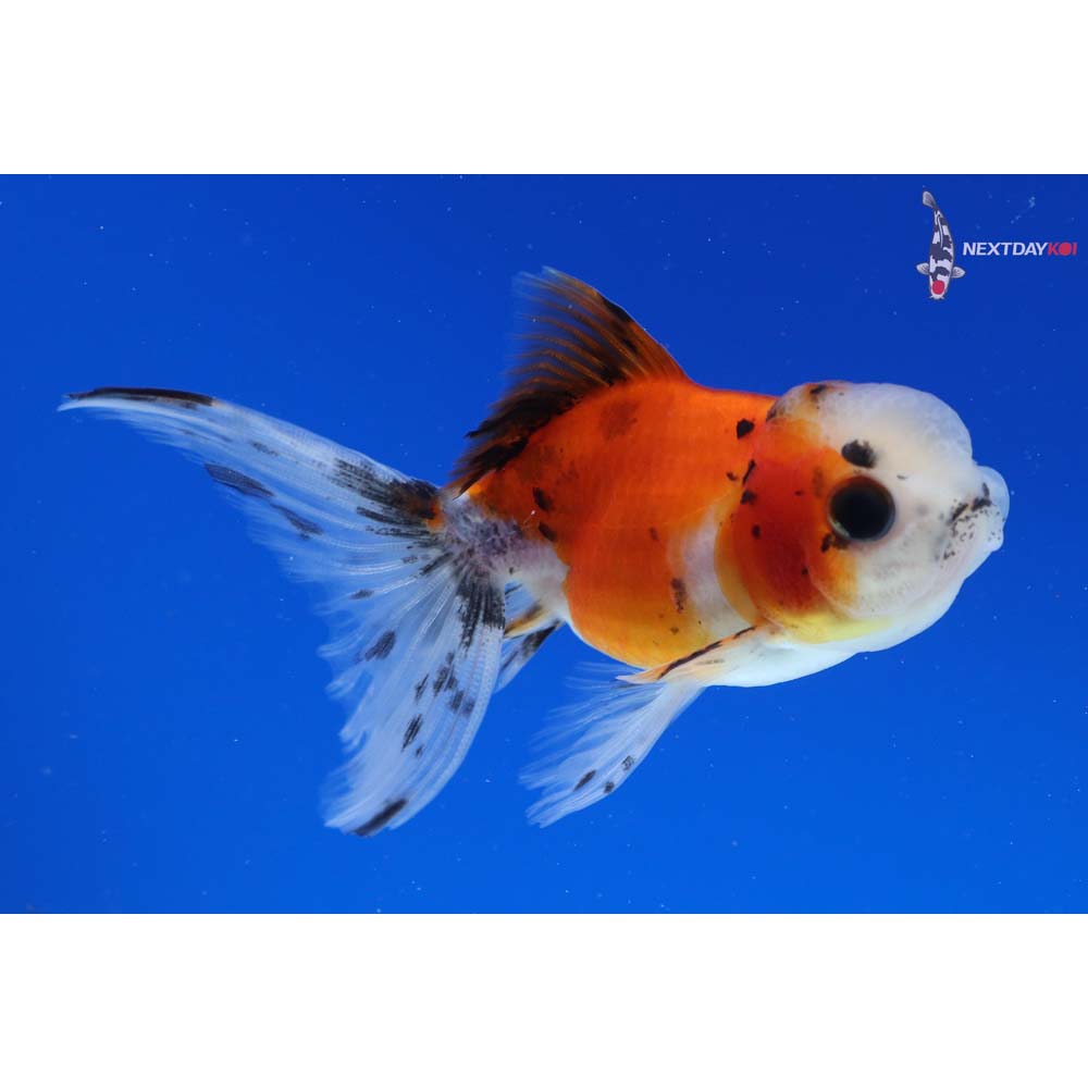 3.5” Imported Calico Oranda