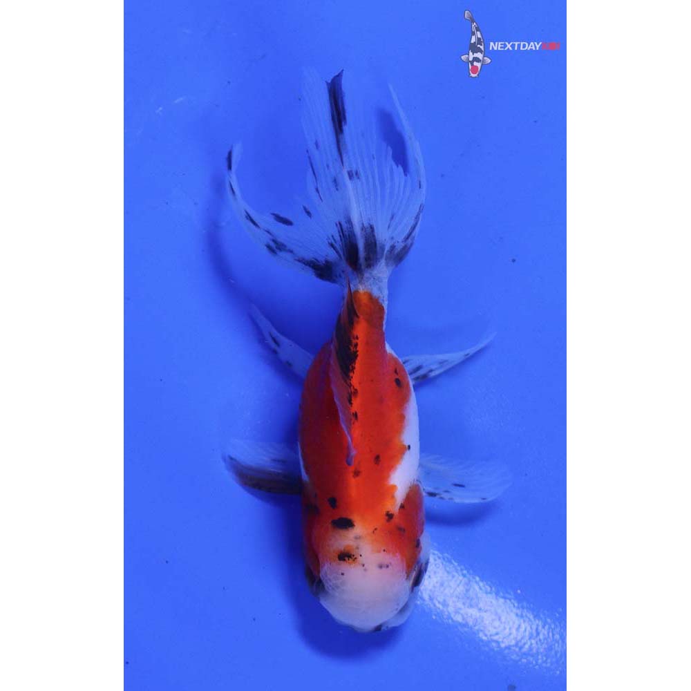3.5” Imported Calico Oranda