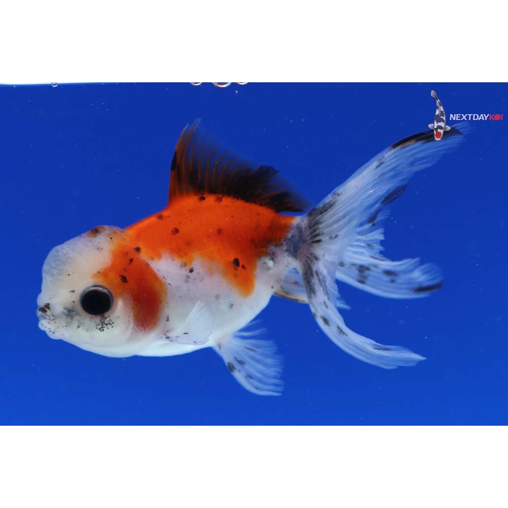 3.5” Imported Calico Oranda