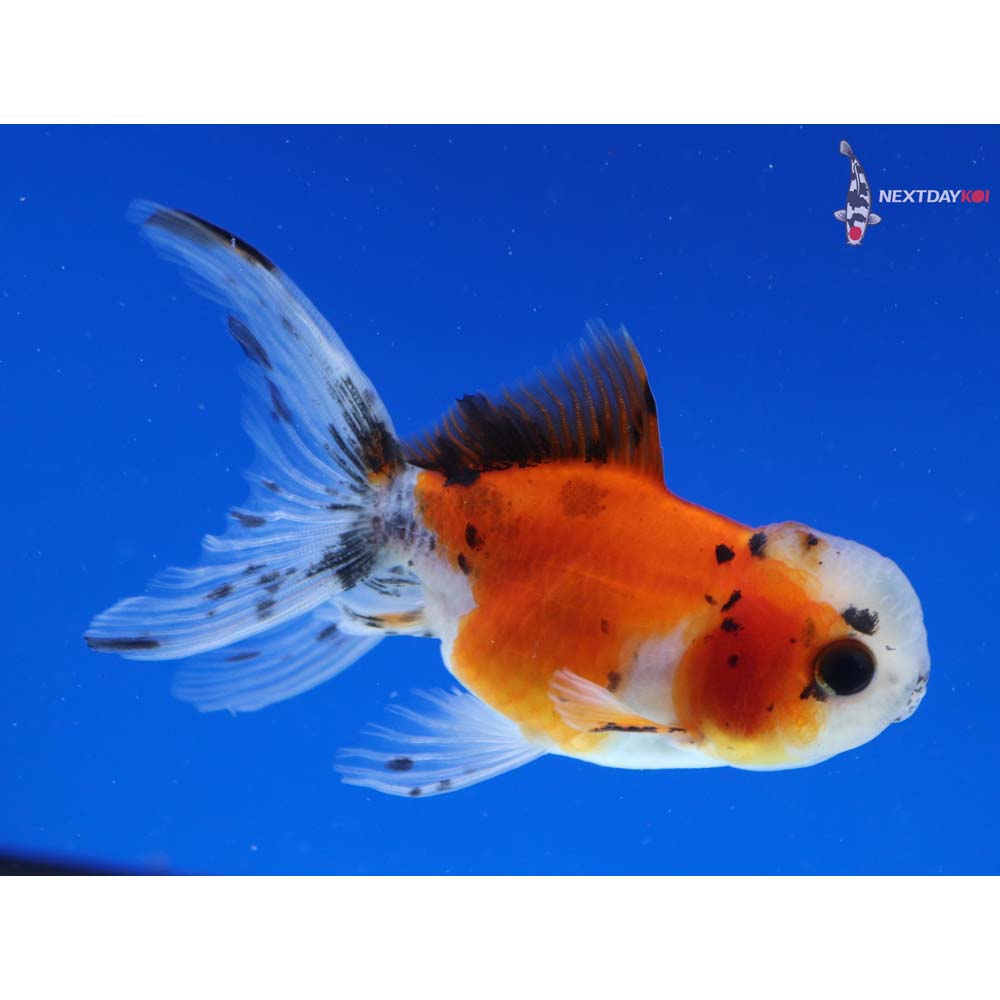 3.5” Imported Calico Oranda