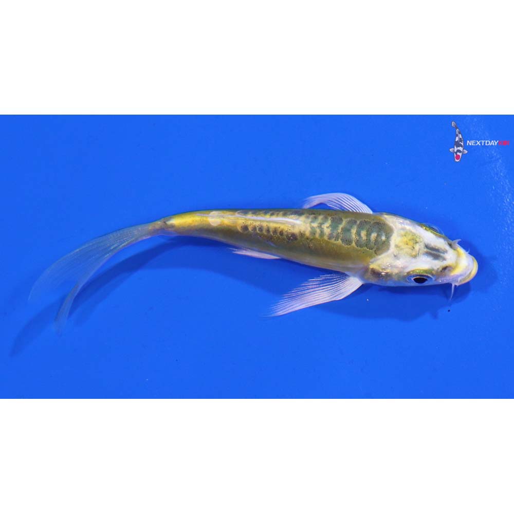 3.5” Imported Doitsu Ki Matsuba Butterfly Koi