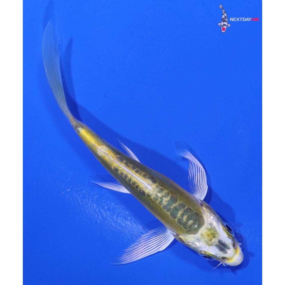 3.5” Imported Doitsu Ki Matsuba Butterfly Koi