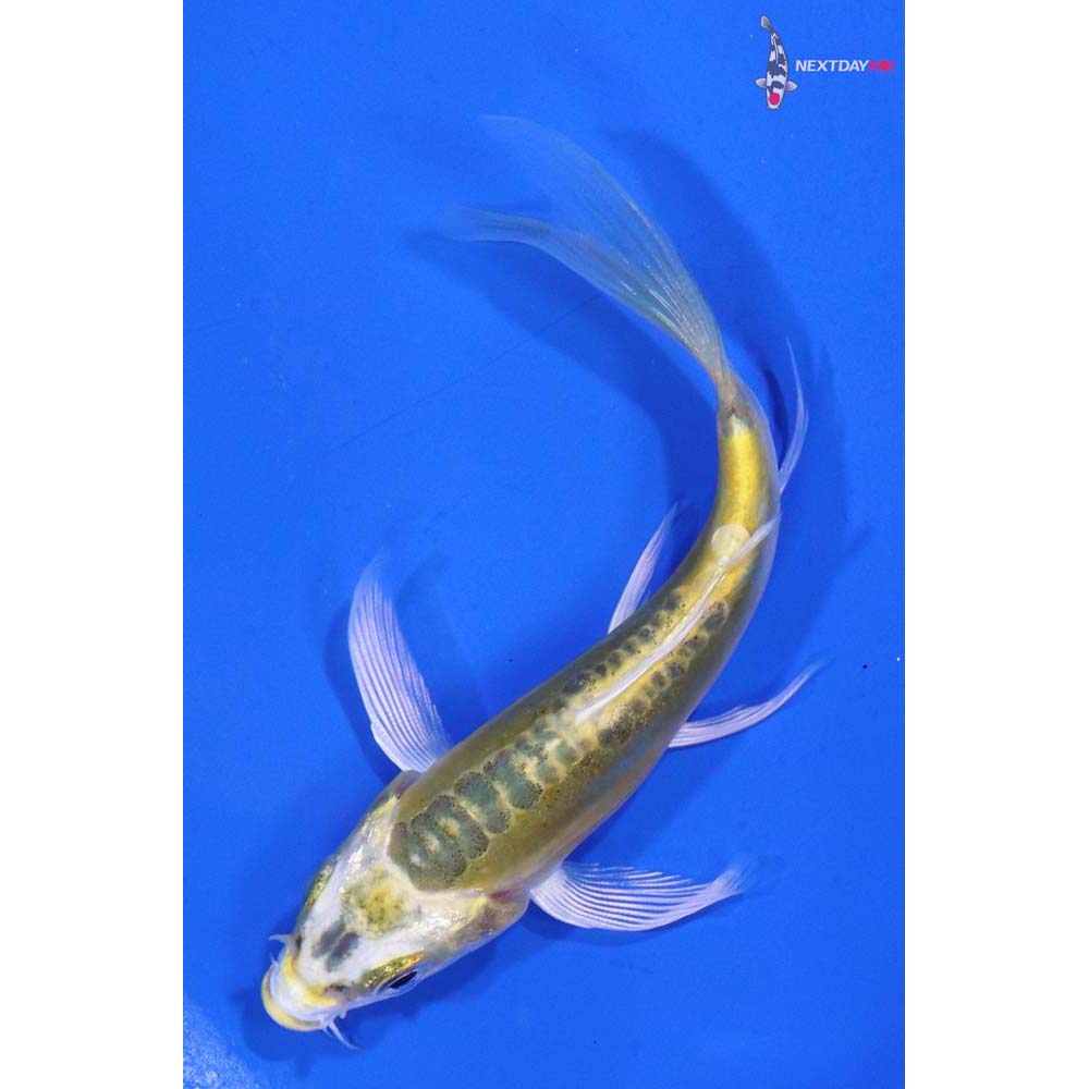 3.5” Imported Doitsu Ki Matsuba Butterfly Koi