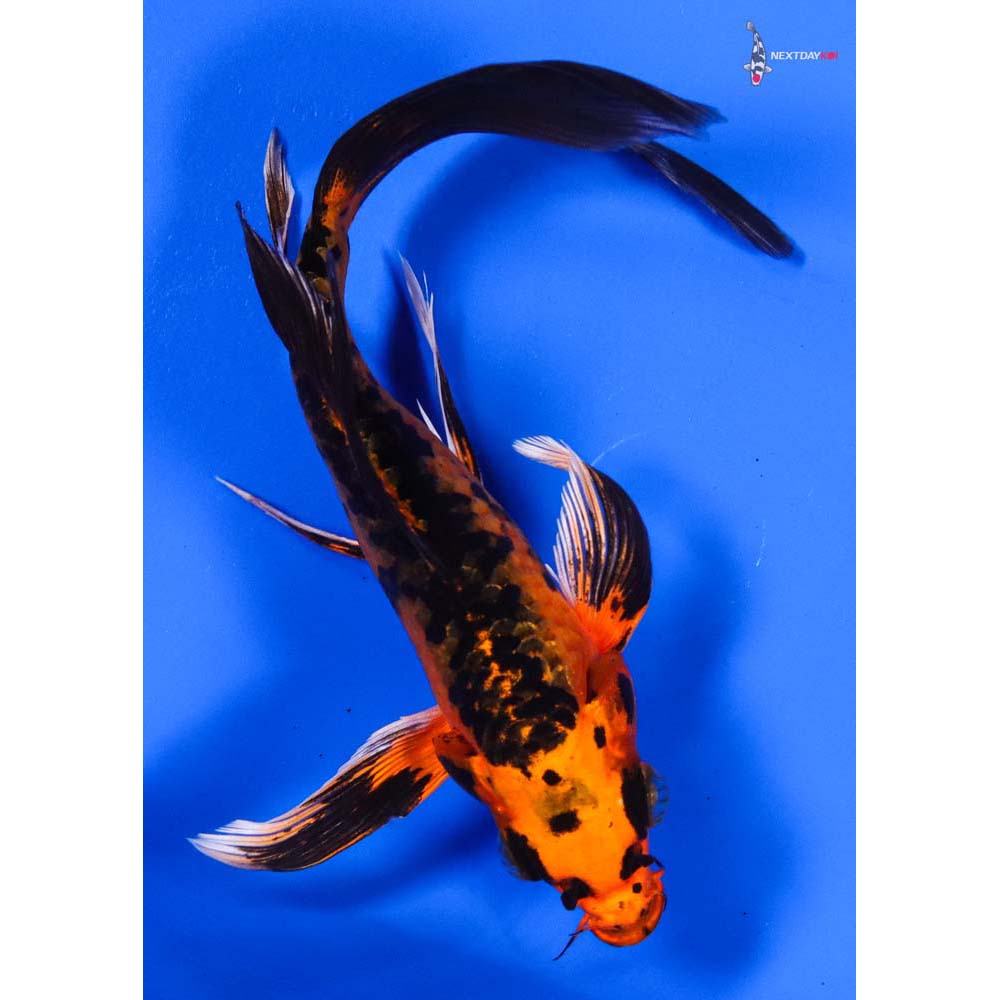 6” Imported Orenji Matsuba Butterfly Koi