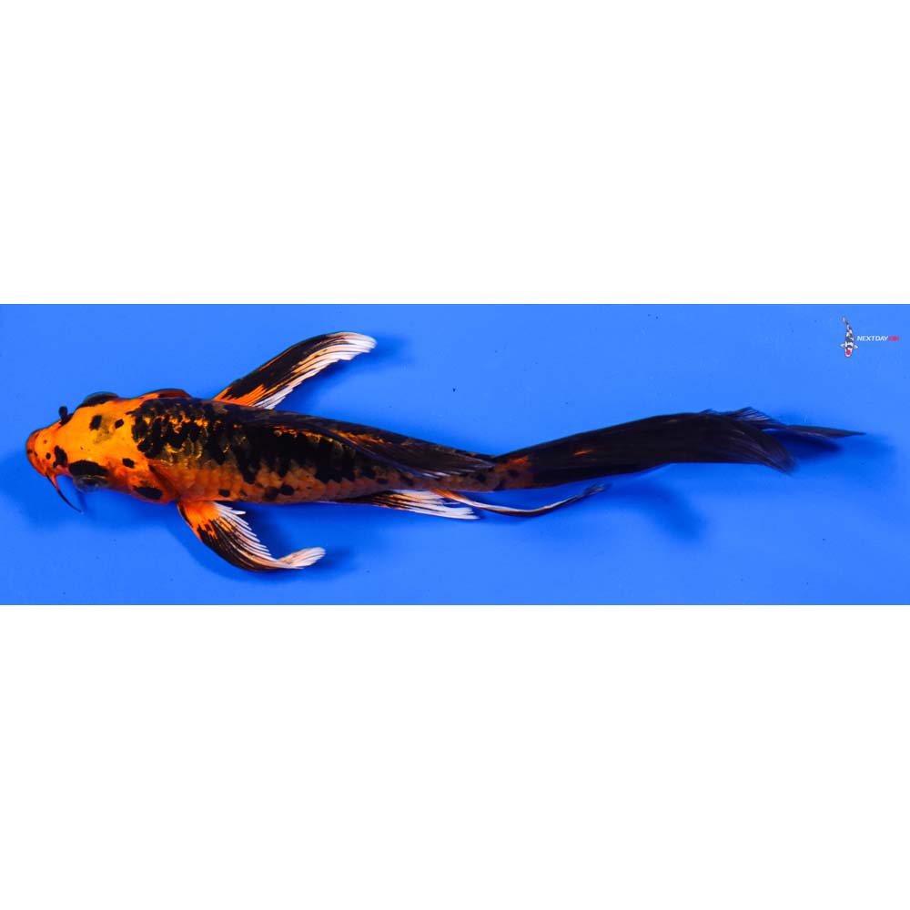 6” Imported Orenji Matsuba Butterfly Koi