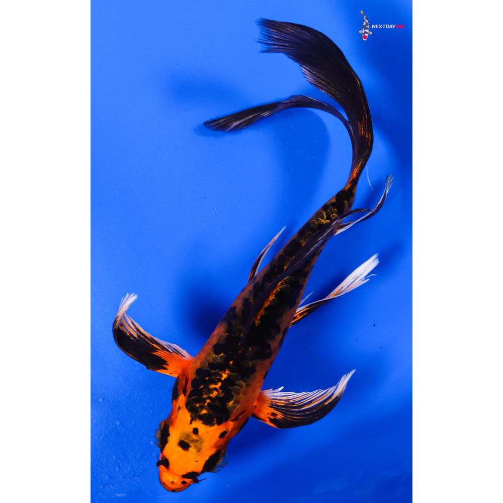 6” Imported Orenji Matsuba Butterfly Koi
