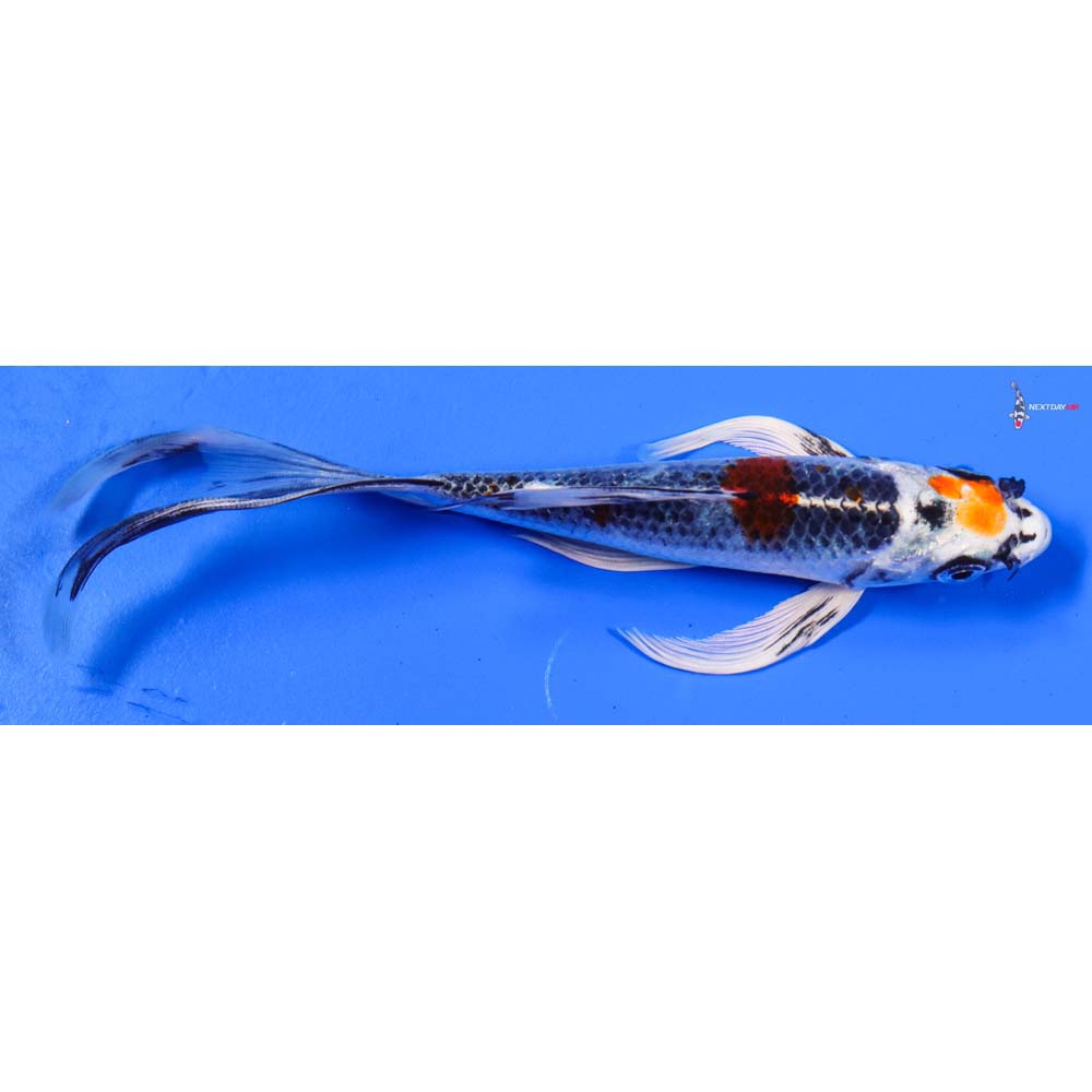 7” Imported Kujaku Butterfly Koi