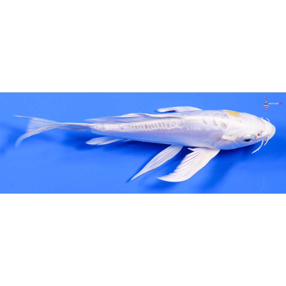 6” Imported Doitsu Lemon Hariwake Butterfly Koi
