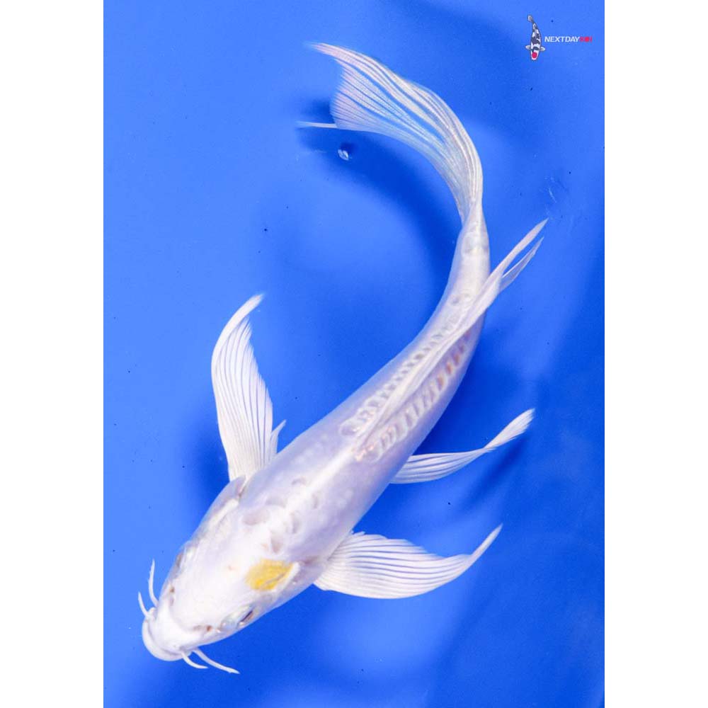 6” Imported Doitsu Lemon Hariwake Butterfly Koi