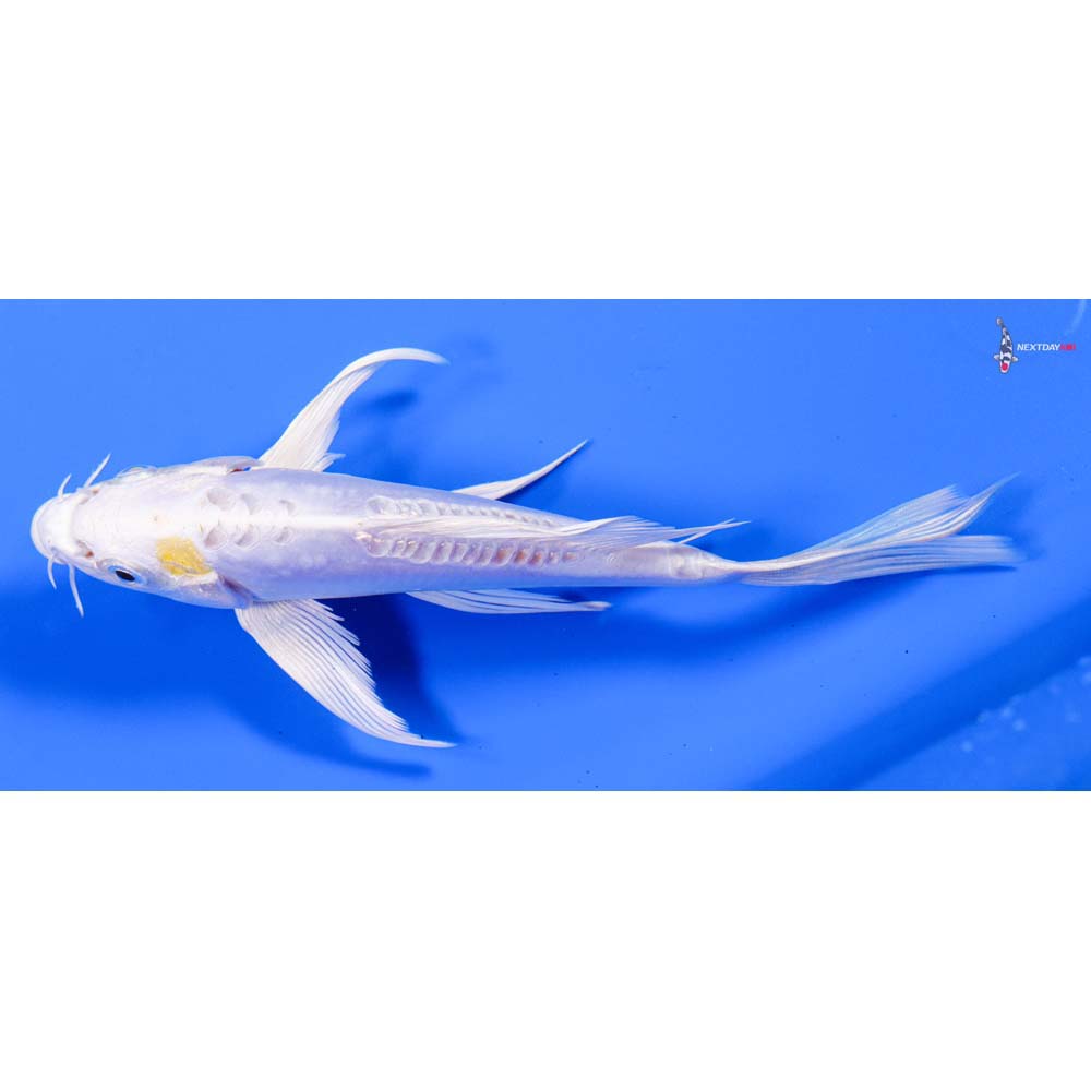 6” Imported Doitsu Lemon Hariwake Butterfly Koi