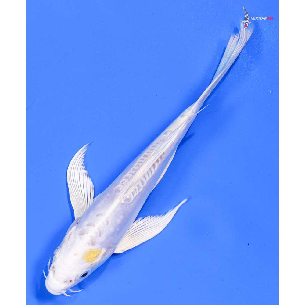 6” Imported Doitsu Lemon Hariwake Butterfly Koi