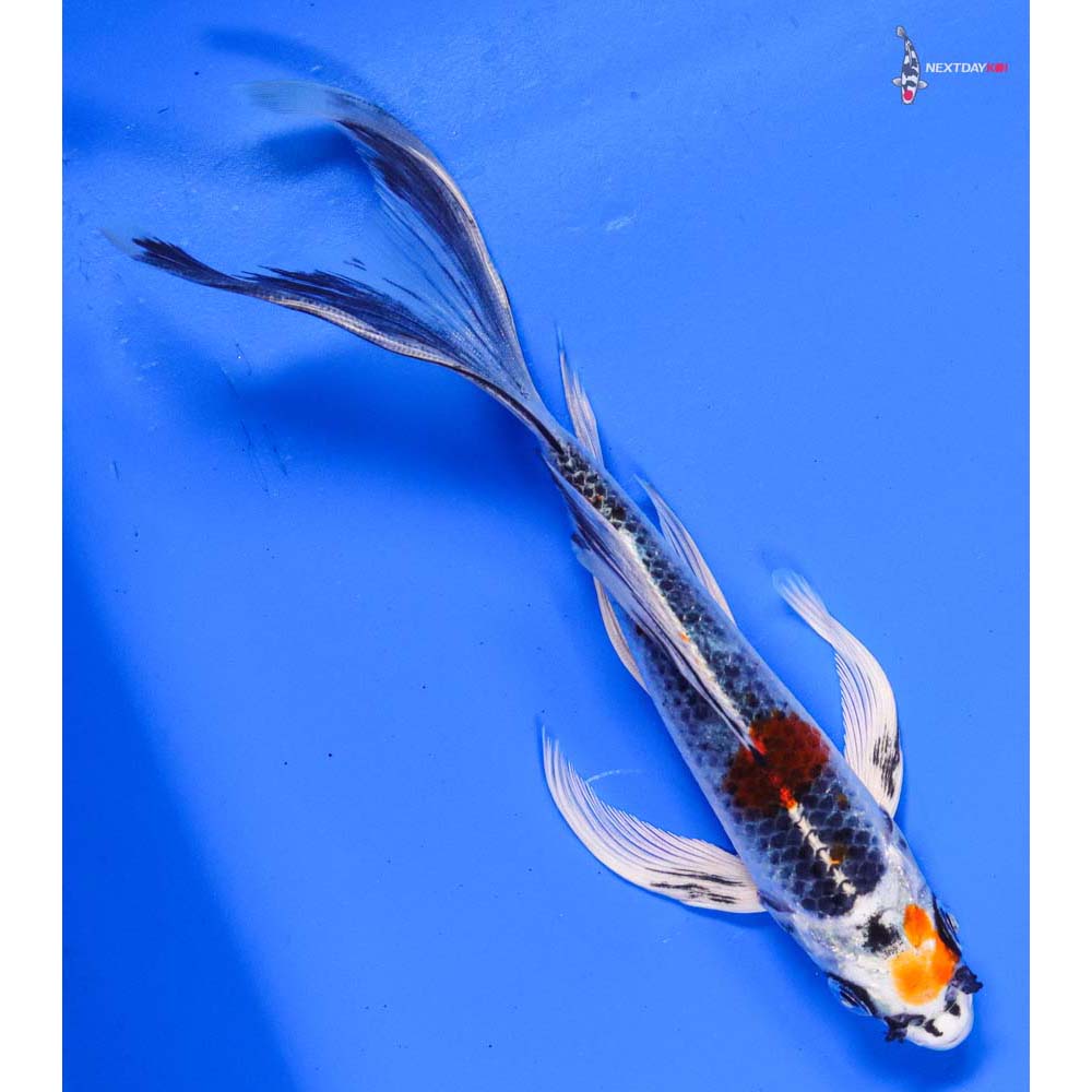 7” Imported Kujaku Butterfly Koi