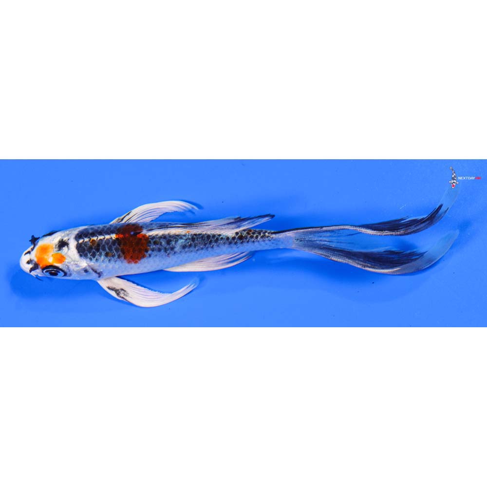 7” Imported Kujaku Butterfly Koi