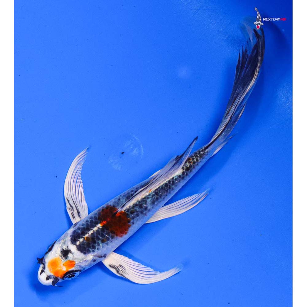 7” Imported Kujaku Butterfly Koi