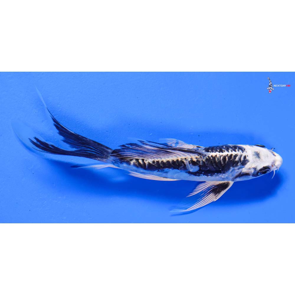 7” Imported Kikokuryu Butterfly Koi