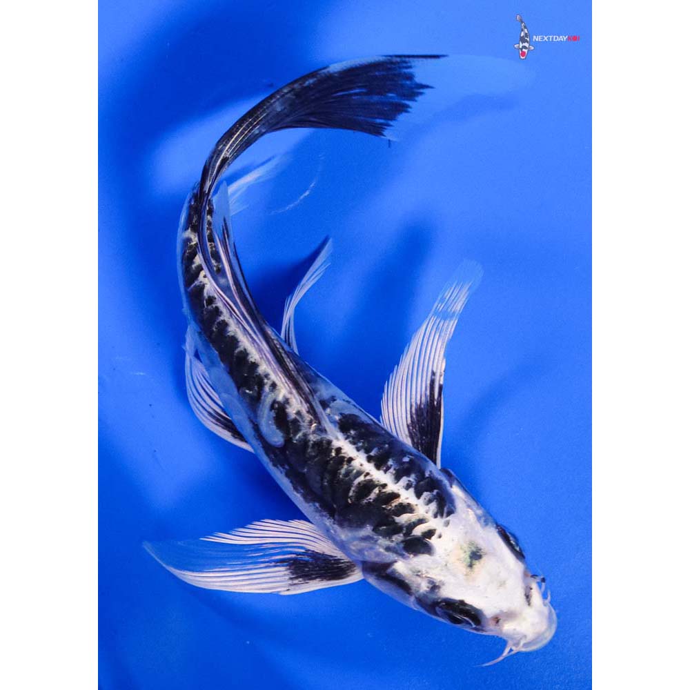 7” Imported Kikokuryu Butterfly Koi