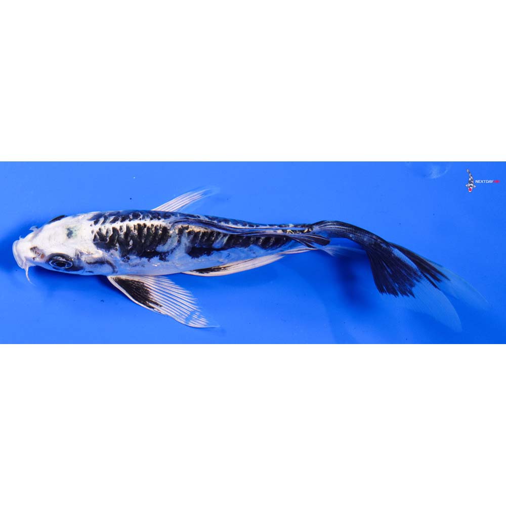 7” Imported Kikokuryu Butterfly Koi