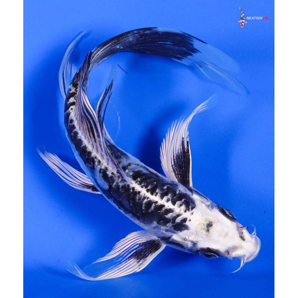 7” Imported Kikokuryu Butterfly Koi