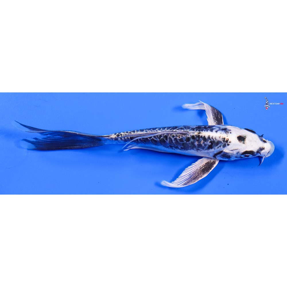 6” Imported Kikokuryu Butterfly Koi