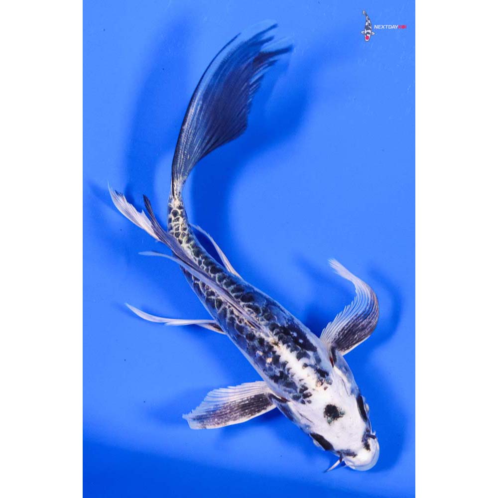 6” Imported Kikokuryu Butterfly Koi